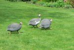 PICTURES/Road Trip - Canterbury Cathedral/t_Guineafowl4.JPG